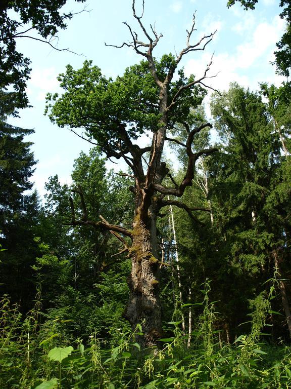 Kwiatowa Zagroda Bialowieza Ngoại thất bức ảnh