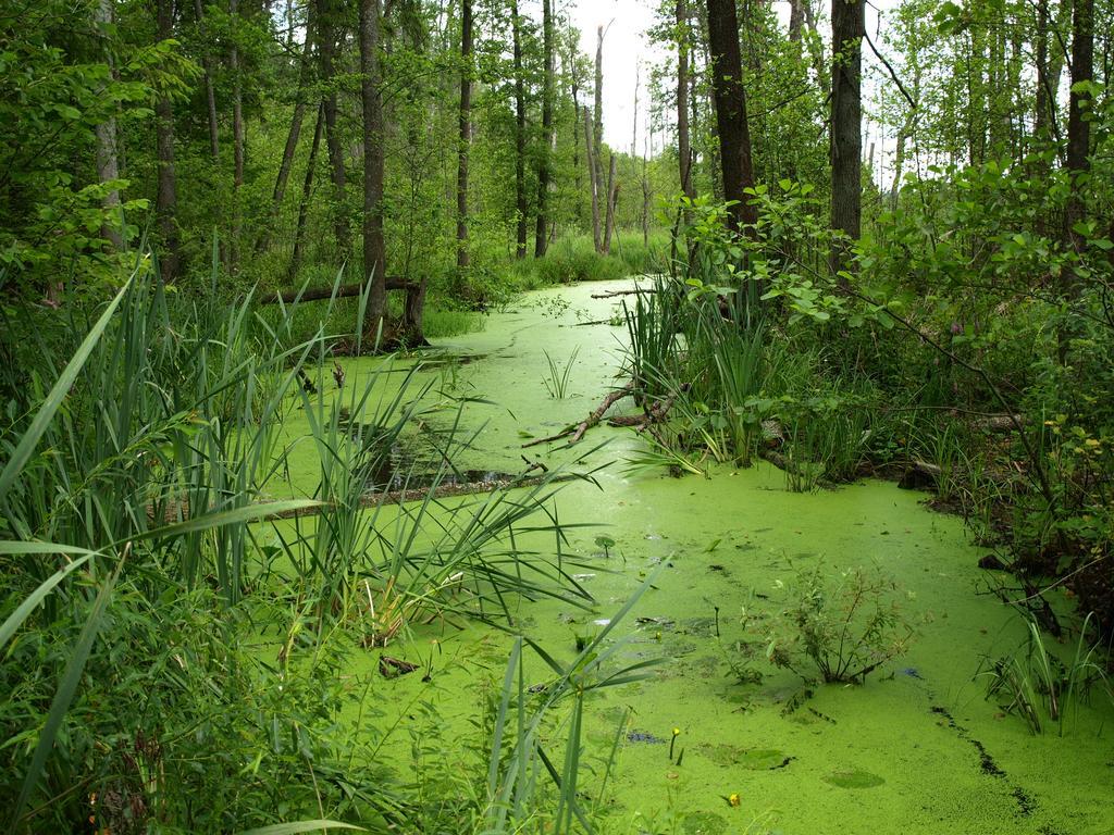 Kwiatowa Zagroda Bialowieza Ngoại thất bức ảnh